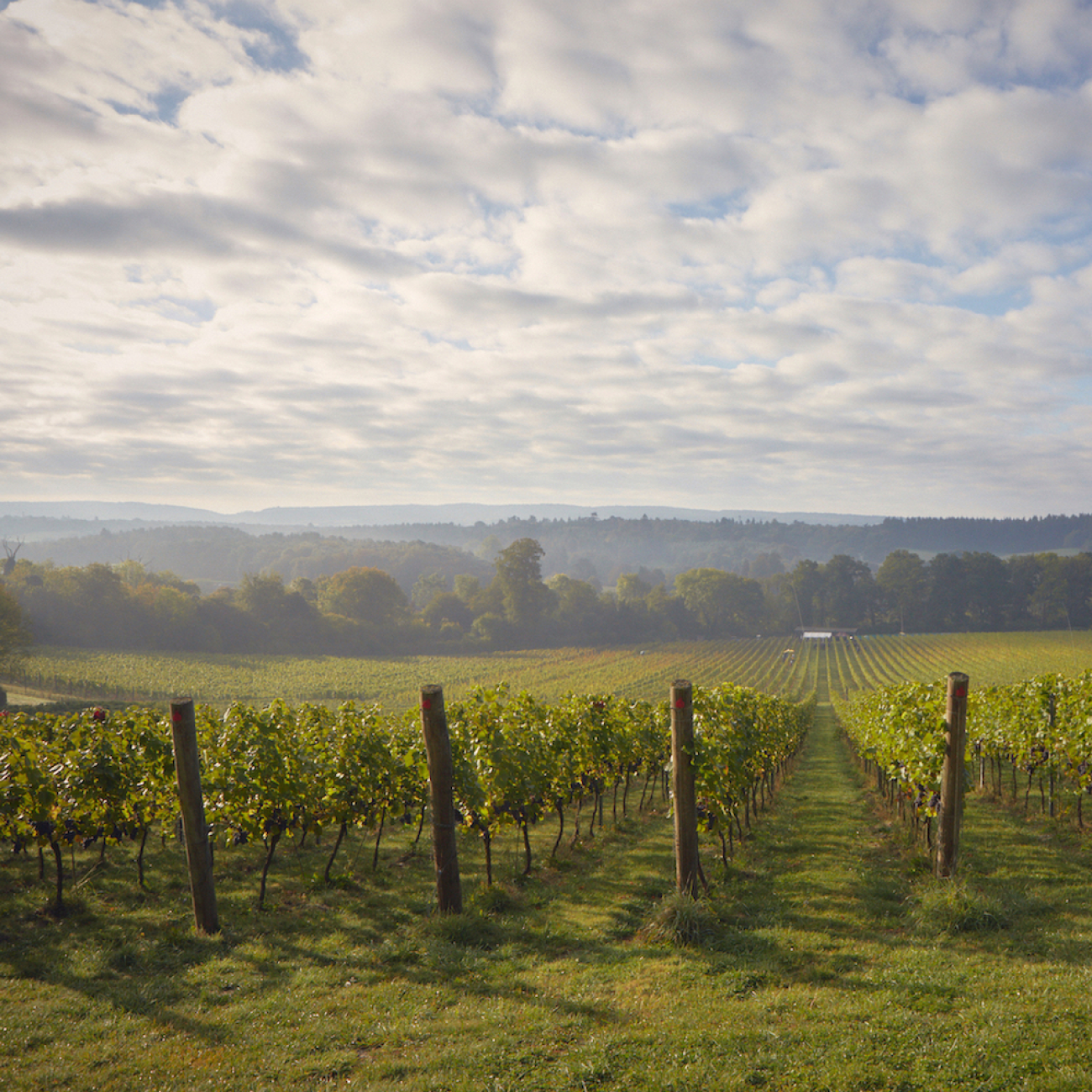 Vineyard with rows of grapevines under a cloudy sky