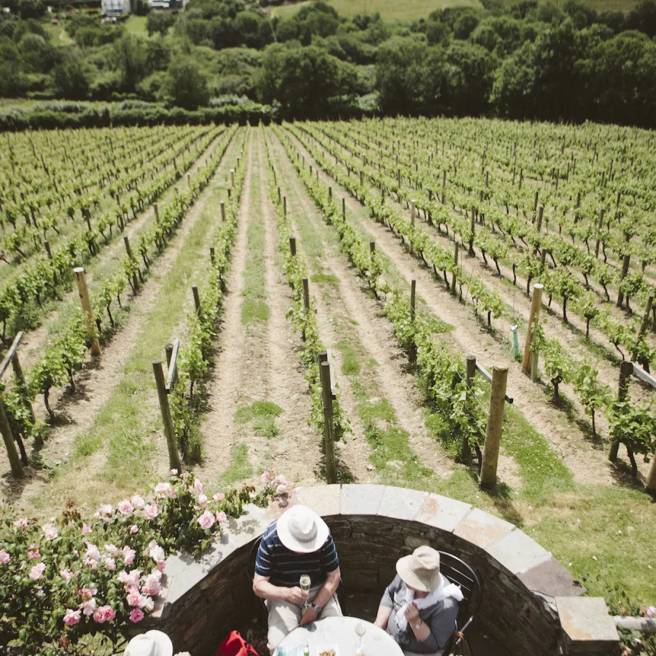 People sitting on a stone wall overlooking a vineyard with rows of grapevines.