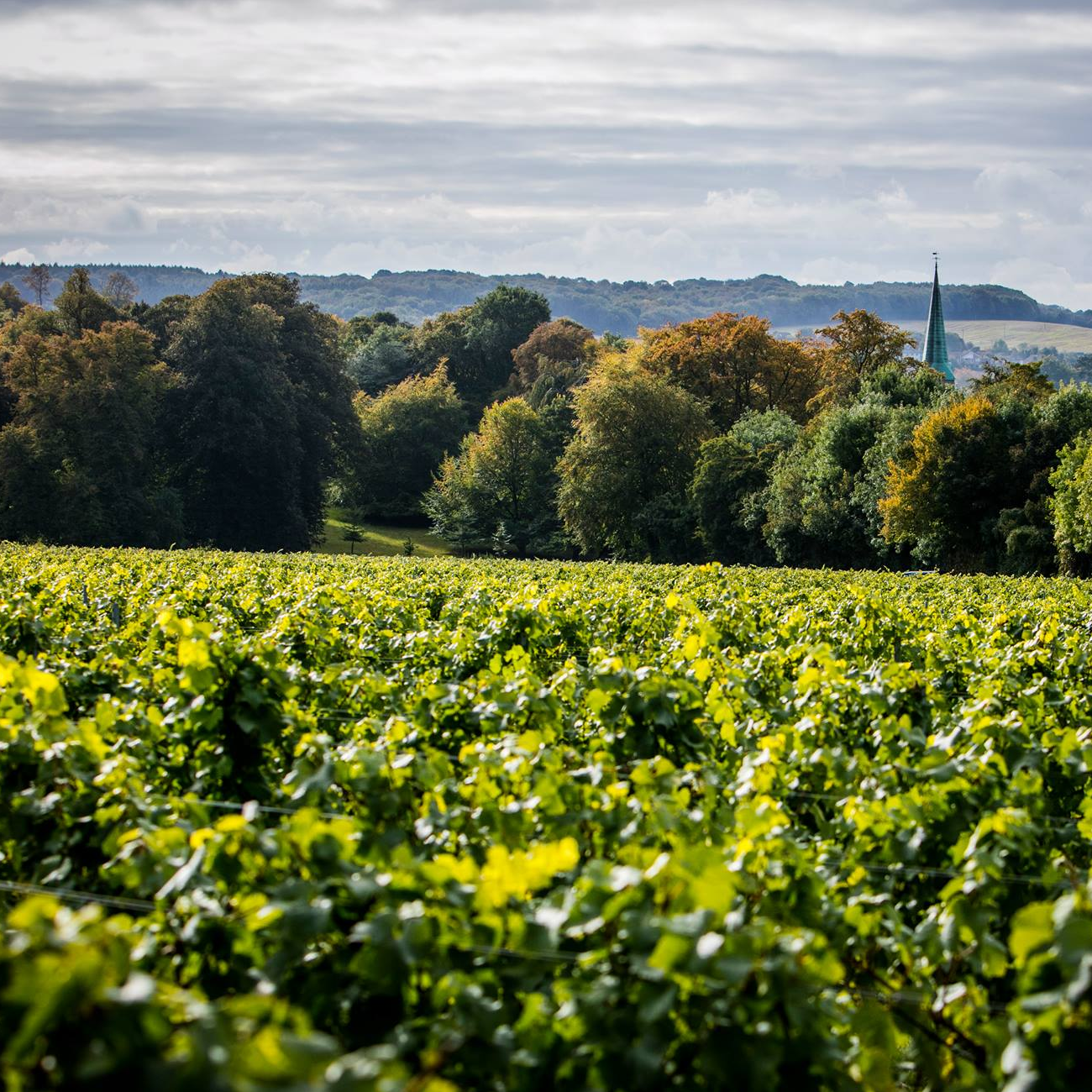 Vineyard with trees and a church spire in the background
