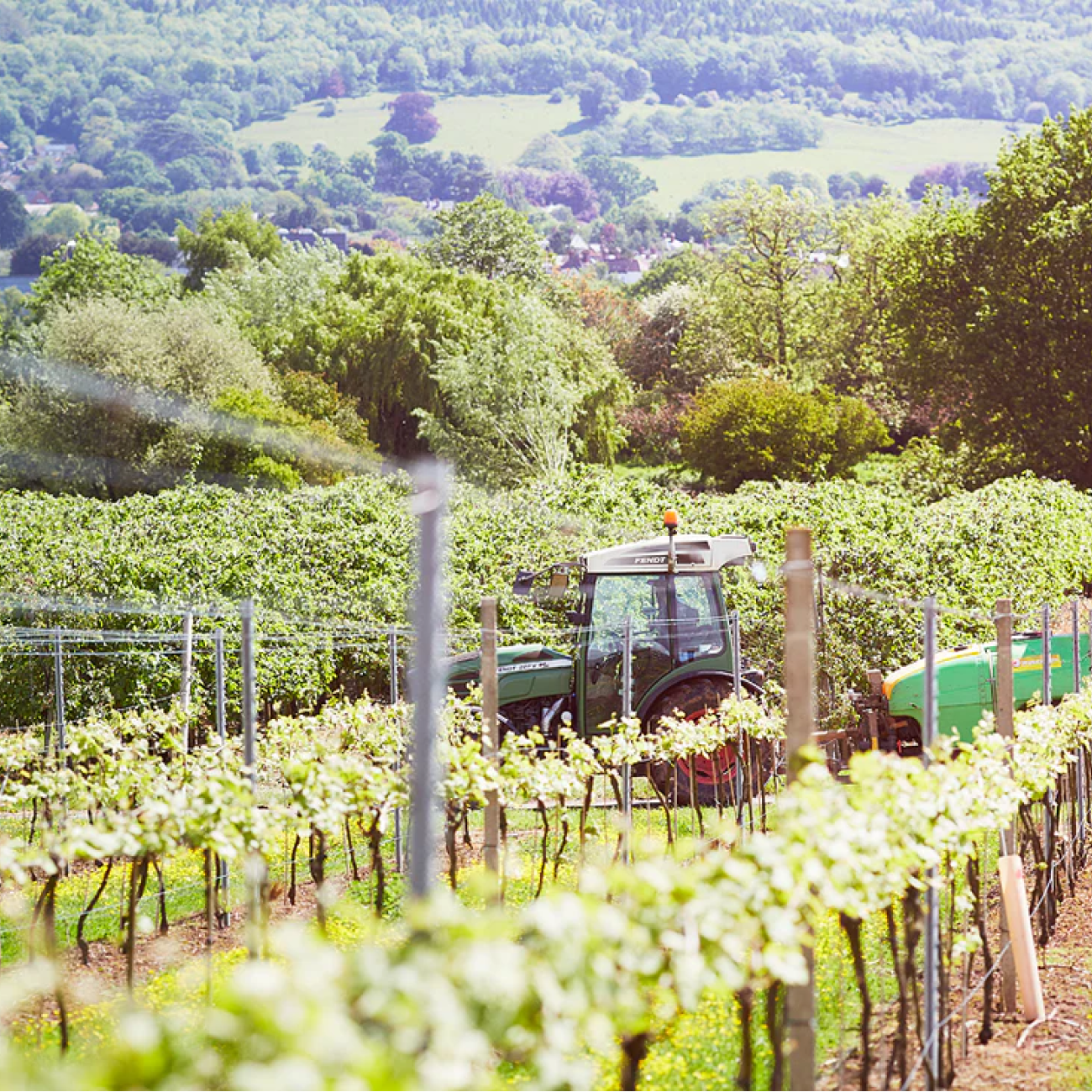 Tractor in a vineyard with rows of grapevines and a scenic background