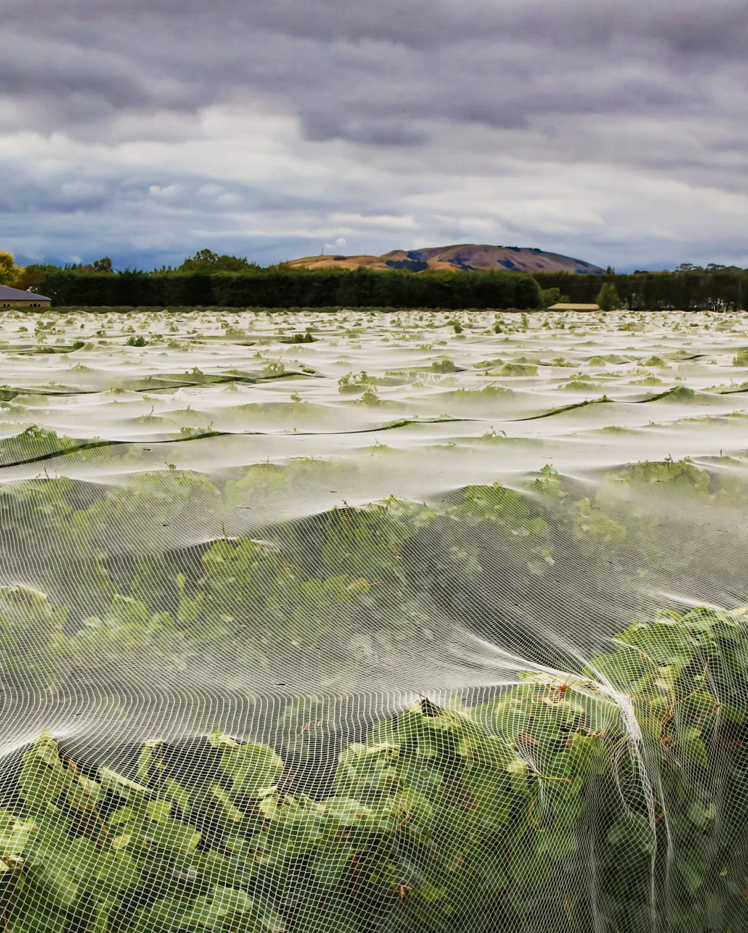 Ata Rangi wineyard covered with netting against a cloudy sky